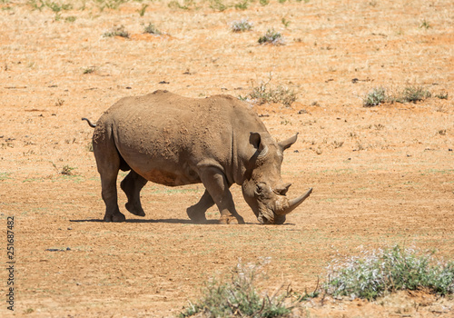 White Rhino