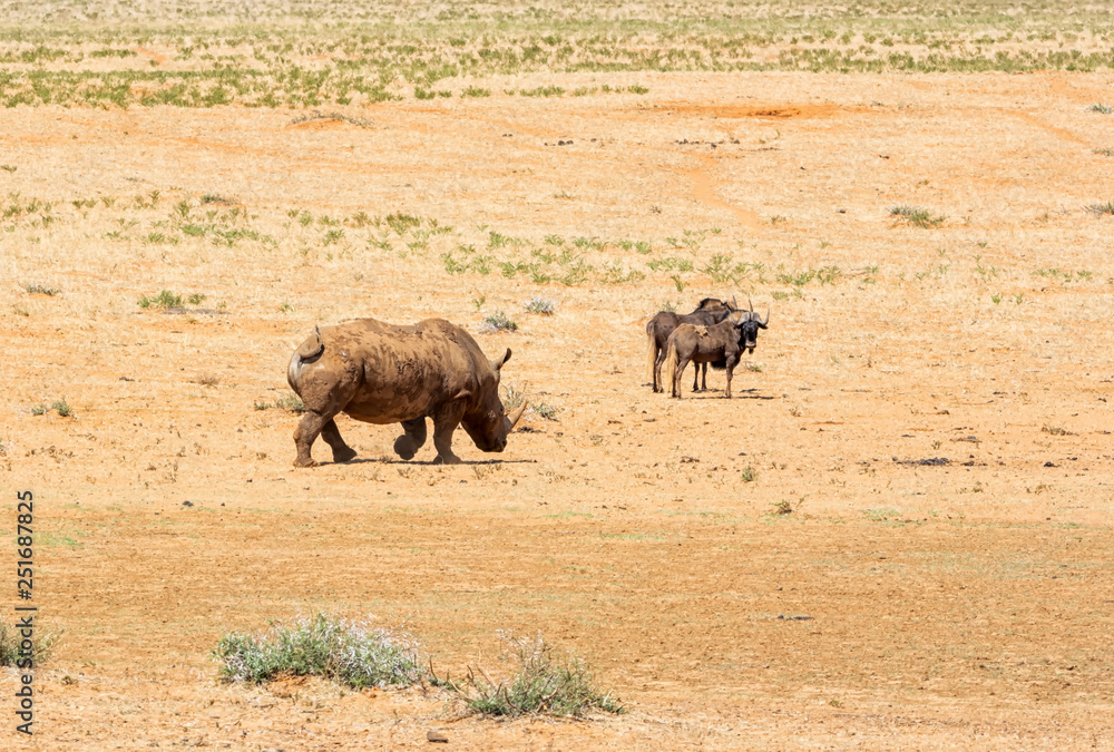 Fototapeta premium White Rhino