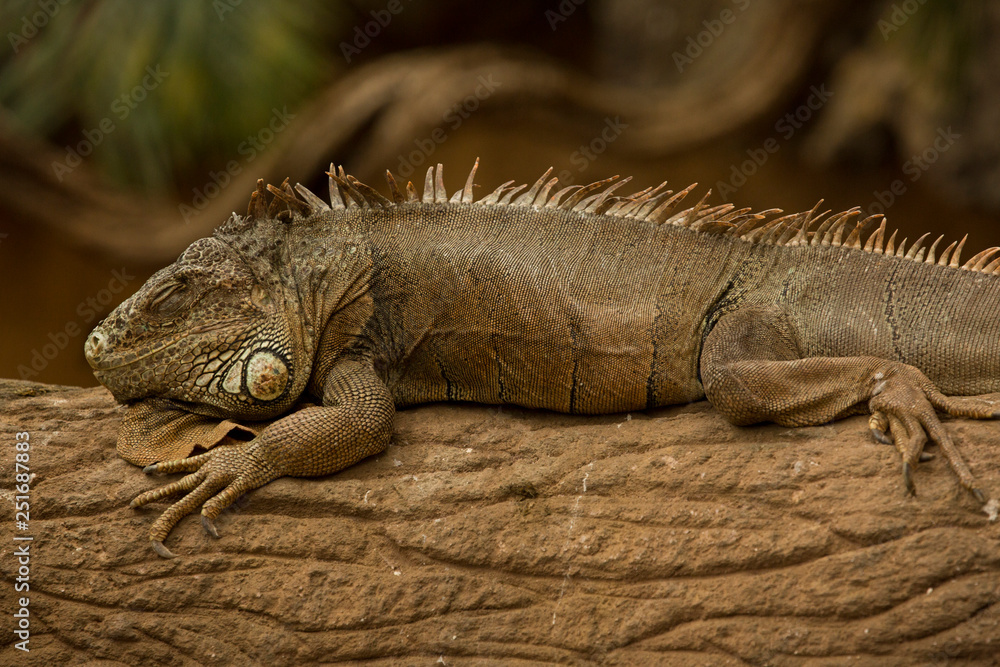 Green iguana, American iguana (Iguana iguana). Green iguana, American iguana (Iguana iguana).