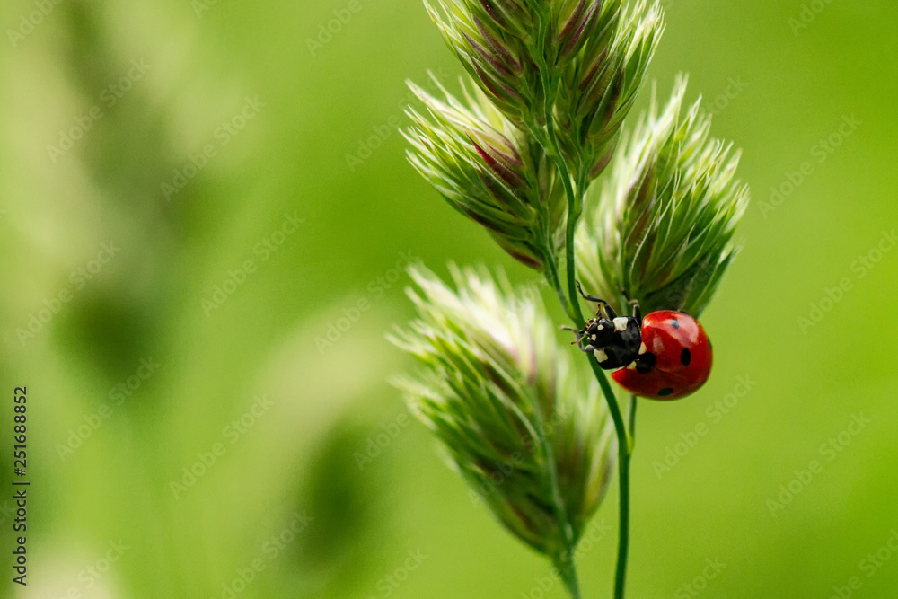 Ladybird Ladybird
