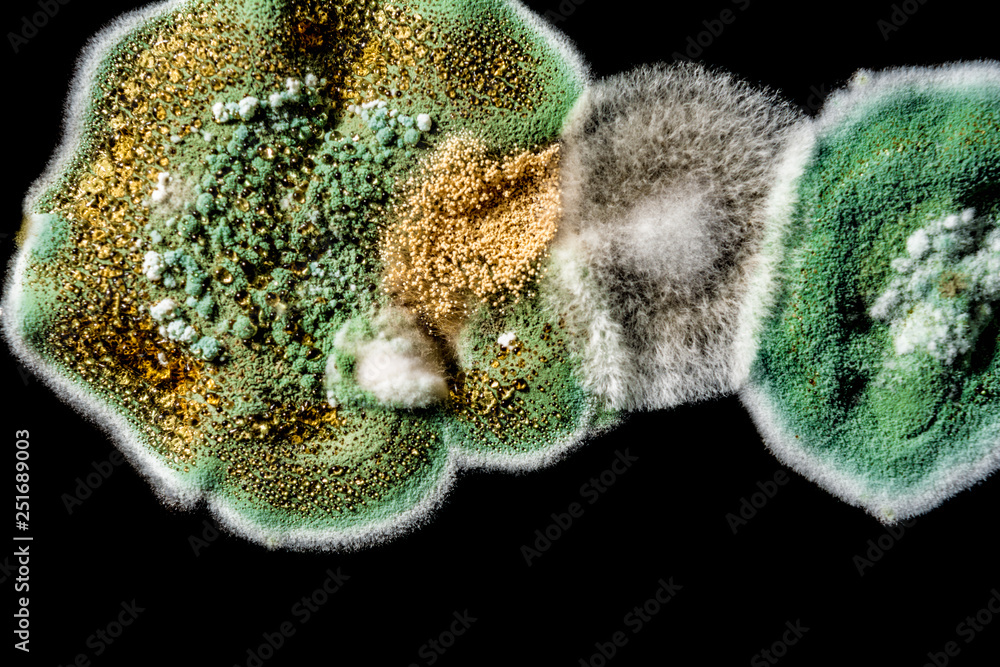 Fototapeta premium development of fungal mold in food, green mold on black white background, microbiology macro abstract background