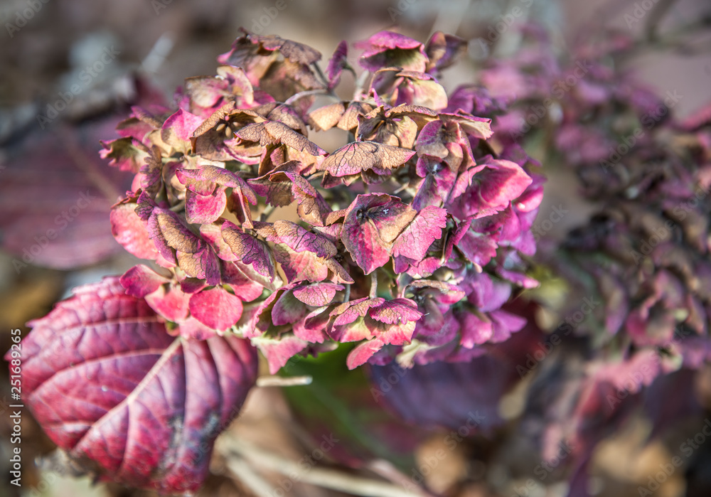 Fototapeta premium Hydrangea,it's fading beauty before the harshness of the winter arrives.