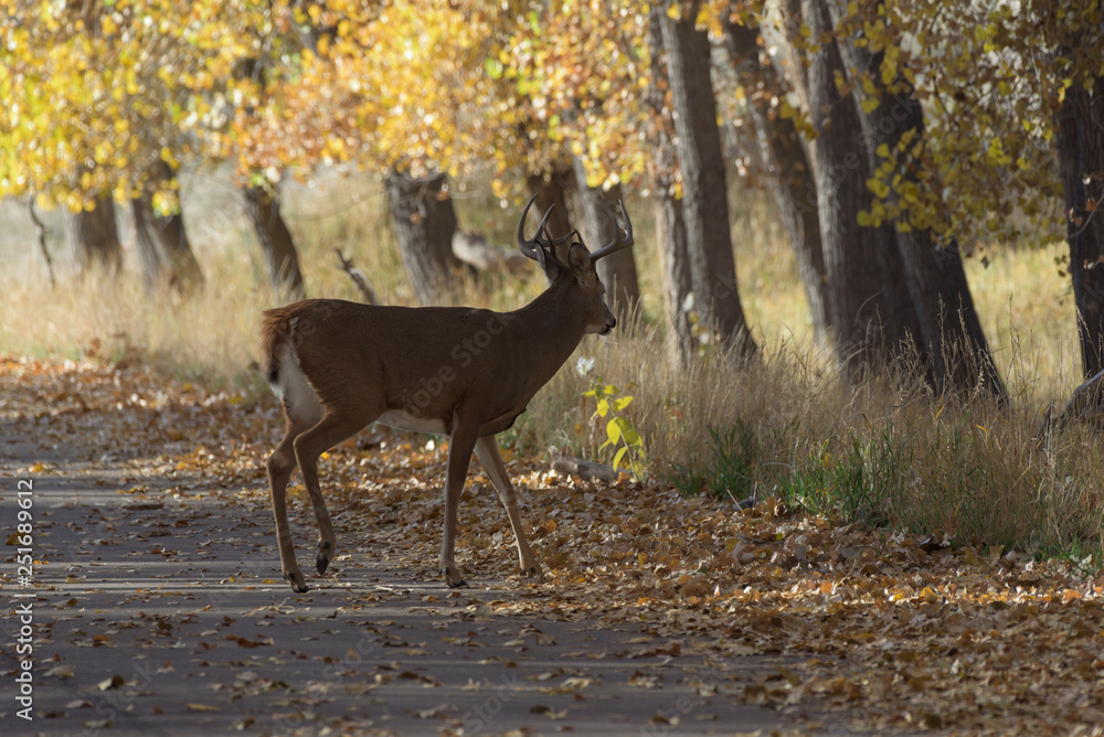 Wild Deer on the High Plains of Colorado