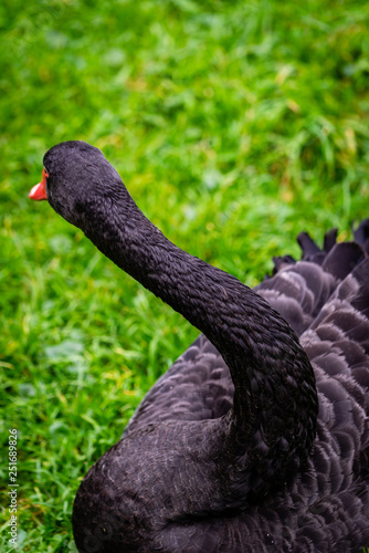 Black swan with red beak