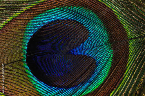 Macro photography of peacock feather © Heather