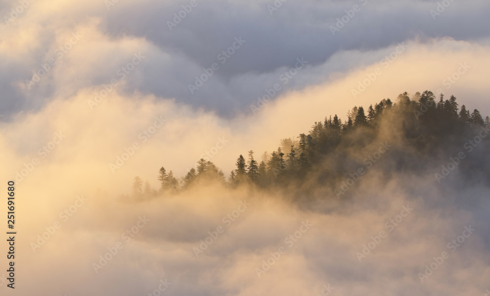 Forest hill in the fog, golden light ,Poland, Pieniny Forest hill in the fog, golden light ,Poland, Pieniny