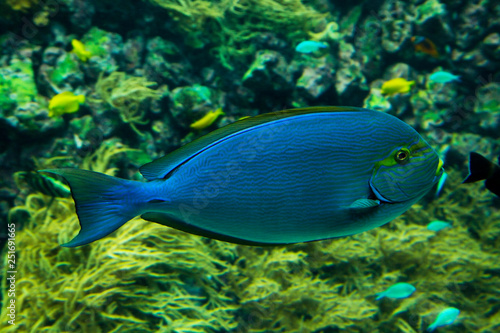 Elongate surgeonfish, blue-lined surgeonfish (Acanthurus mata).