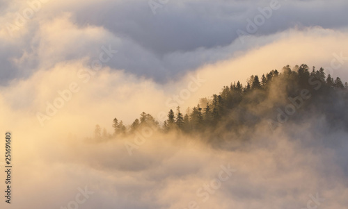 Forest hill in the fog, golden light ,Poland, Pieniny