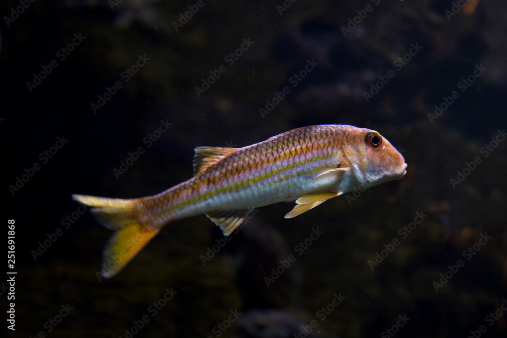 Jullien's golden carp (Probarbus jullieni). Jullien's golden carp (Probarbus jullieni).
