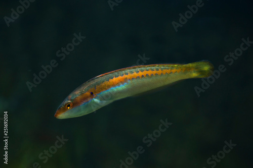 Konstfotografi Rainbow wrasse (Coris julis).