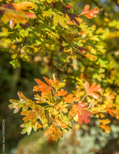Small colorful autumn leaves on a sycamore tree.