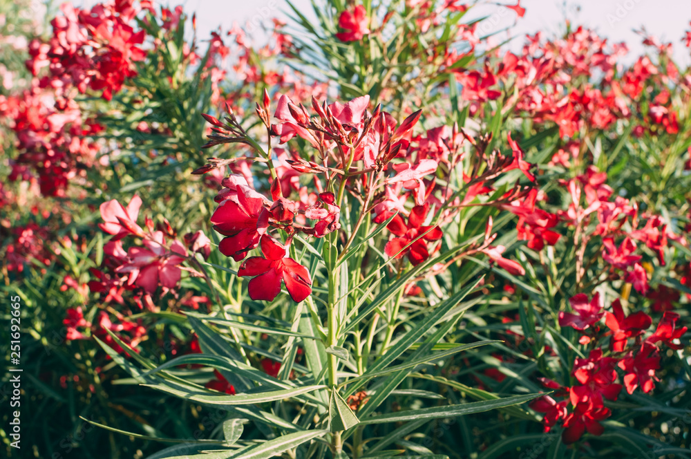 A group of red flowers in nature. Summer. The national flower of the Netherlands, Turkey and Hungary. A group of red flowers in nature. Summer. The national flower of the Netherlands, Turkey and Hungary.