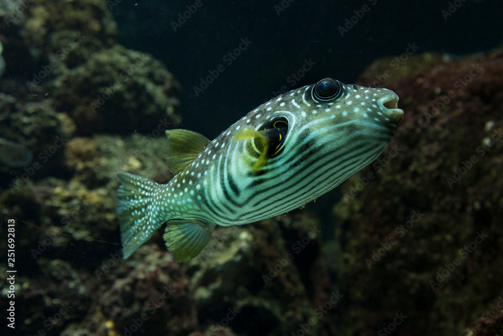 White-spotted puffer (Arothron hispidus). White-spotted puffer (Arothron hispidus).