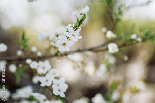 Blossom tree over nature background/ Spring flowers/Spring Background © dmytro_khlystun