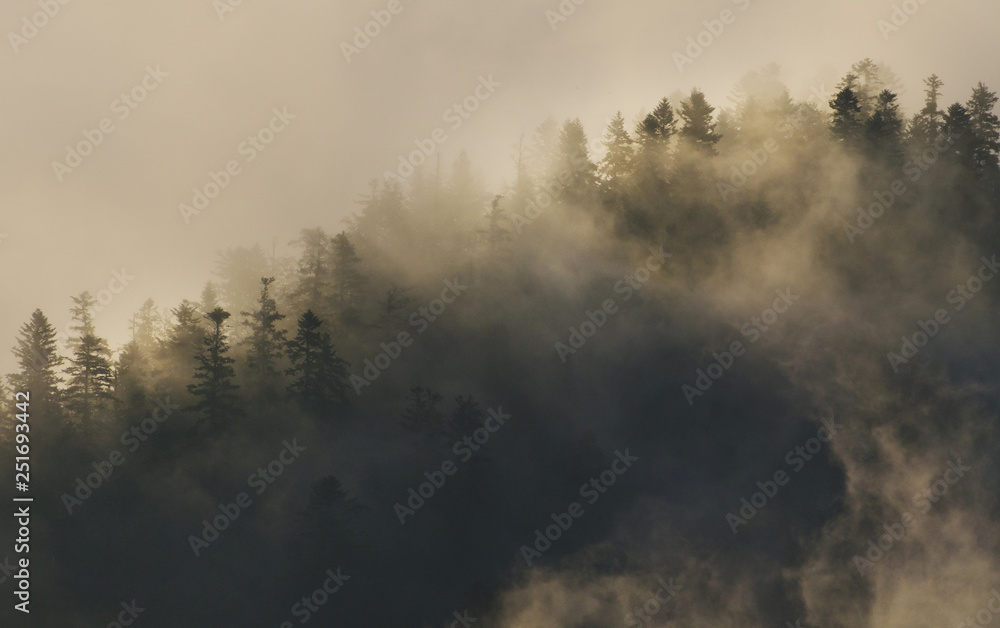 Fog in forest at sunrise, moody autumn landscape, Pieniny, Poland