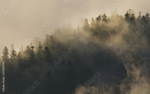 Fog in forest at sunrise, moody autumn landscape, Pieniny, Poland