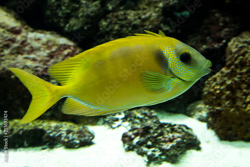 Blue-spotted spinefoot (Siganus corallinus). photo