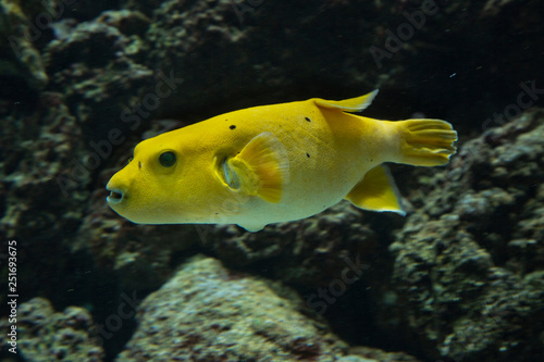 Black Spotted or Dog Faced Puffer fish. (Arothron citrinellus, arothron nigropunctatus).