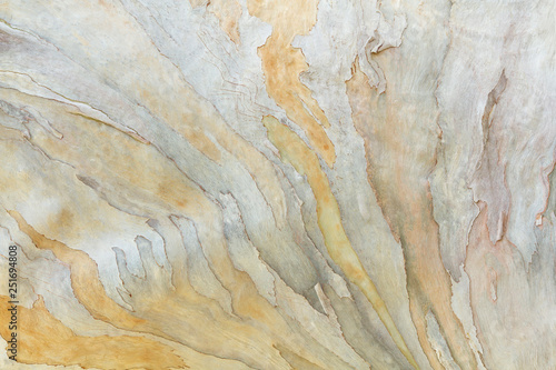 Colorful abstract pattern from Eucalyptus tree bark