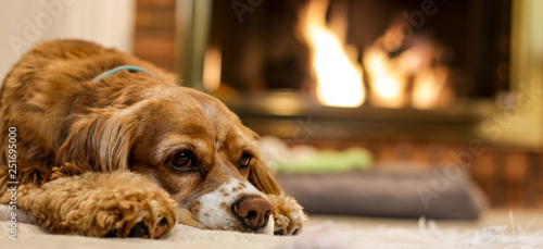Cute Puppy resting by the fire © Abbas