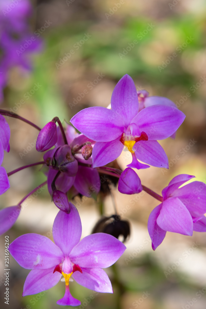 Obraz premium the flowers of purple Spathoglottis pubescens Lindl