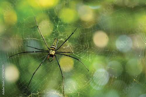 spider on a web © Meawstory15Studio
