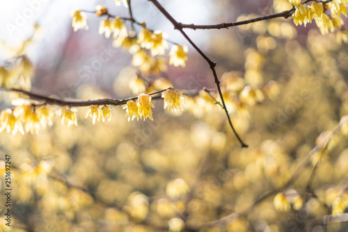 Obraz na płótnie Spring blooming plum w salonie