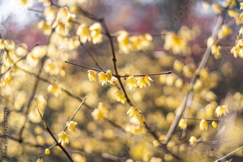 Obraz na płótnie Spring blooming plum w salonie