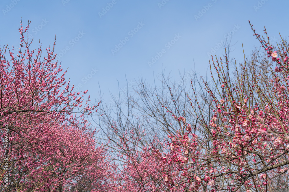 Spring blooming plum