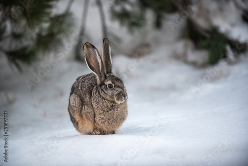 Jack rabbit in snow