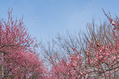 Spring blooming plum