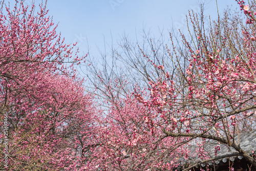 Obraz na płótnie Spring blooming plum w salonie