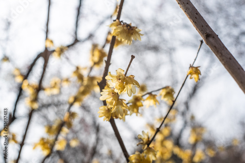 Obraz na płótnie Spring blooming plum w salonie