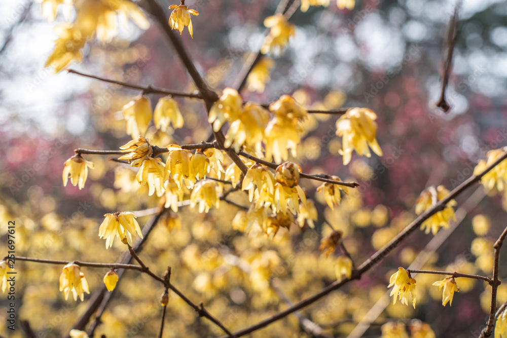 Spring blooming plum