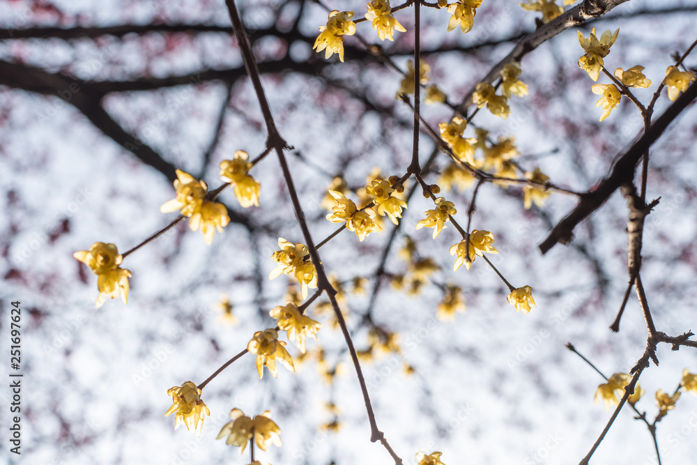 Spring blooming plum