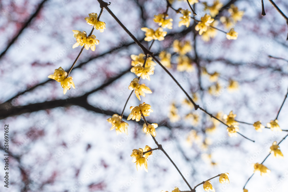 Spring blooming plum