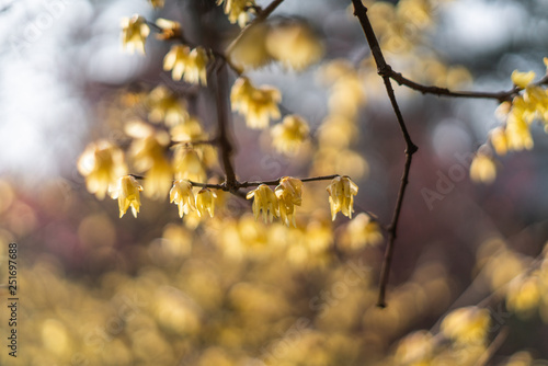 Obraz na płótnie Spring blooming plum w salonie
