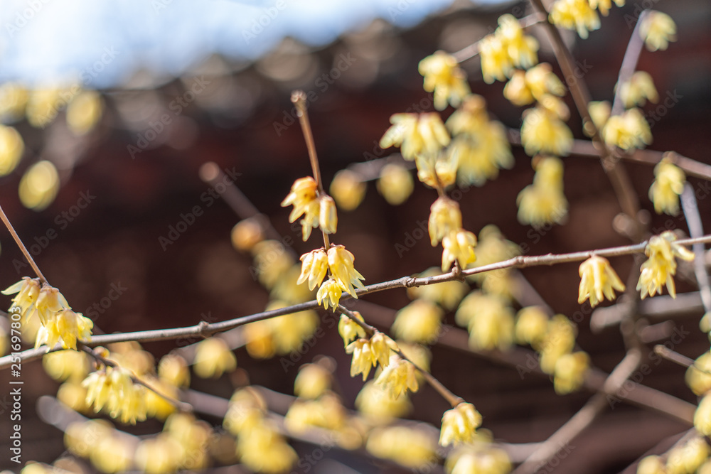 Spring blooming plum