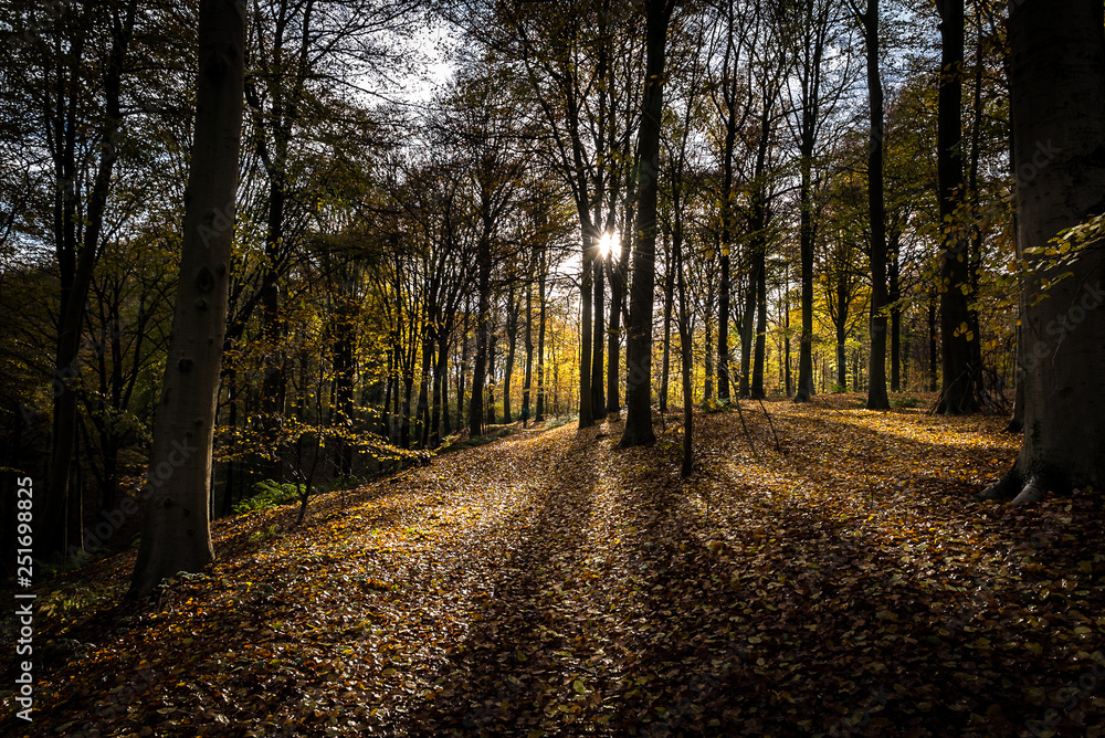 Fototapeta premium sunbeams in forest