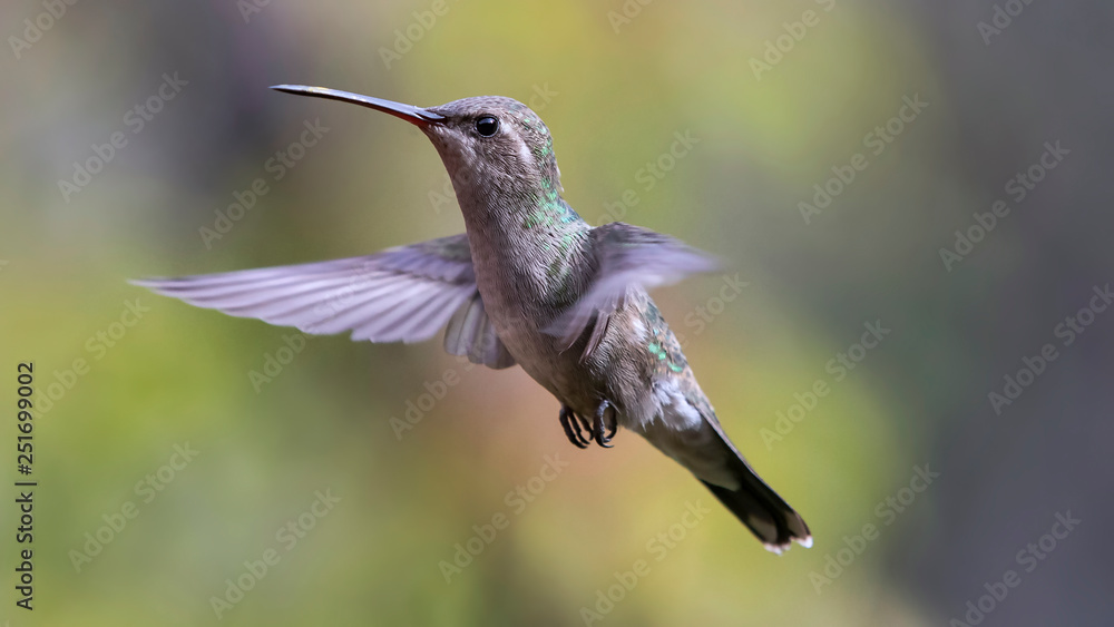 Fototapeta premium Colibrí volando