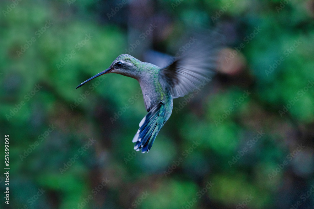 Fototapeta premium Colibrí volando
