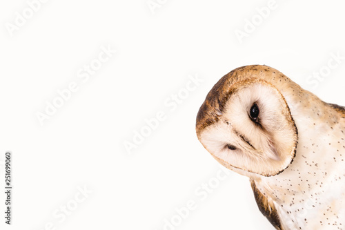 owl face in high resolution on white background. © RHJ