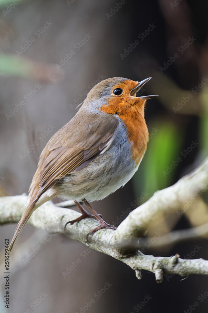 European Robin, Erithacus rubecula European Robin, Erithacus rubecula