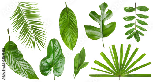 Set of different fresh tropical leaves on white background