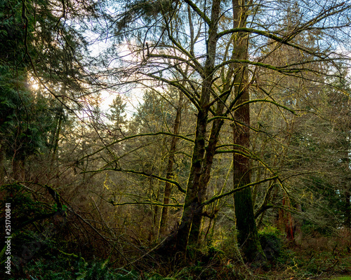 Moss Covered Forest