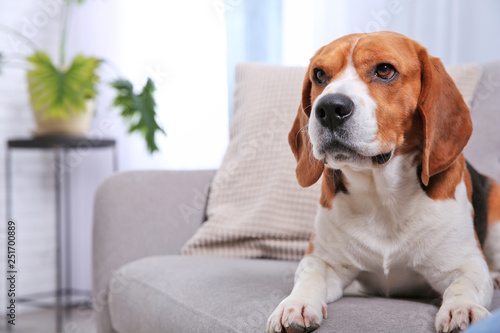 Beautiful beagle dog on sofa indoors. Space for text