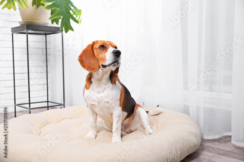 Beautiful beagle dog on pet bed indoors