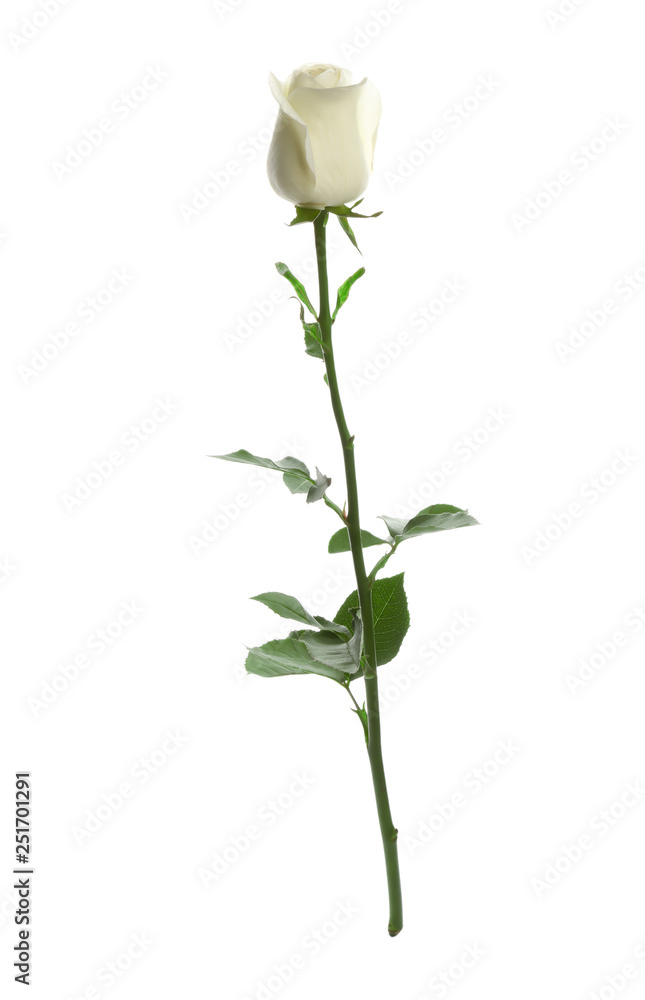 Obraz premium Beautiful fresh rose on white background. Perfect gift