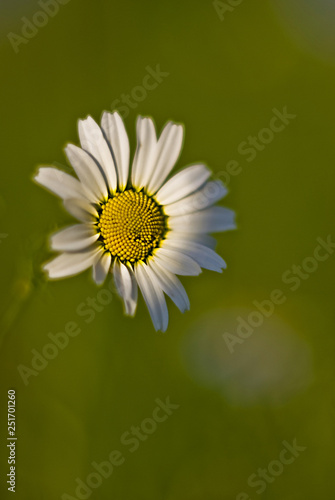 Spring daisy