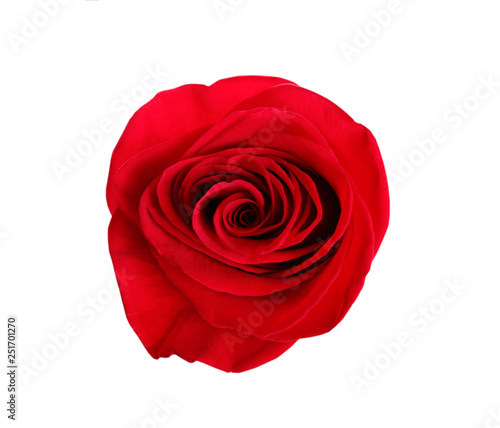 Beautiful red rose on white background  top view. Perfect gift